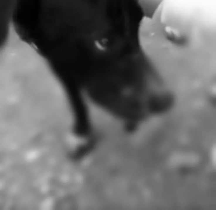 a max