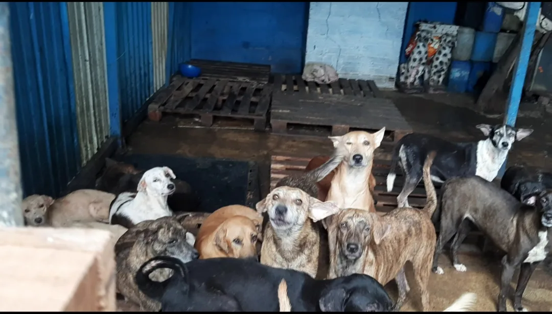 Veterinaria