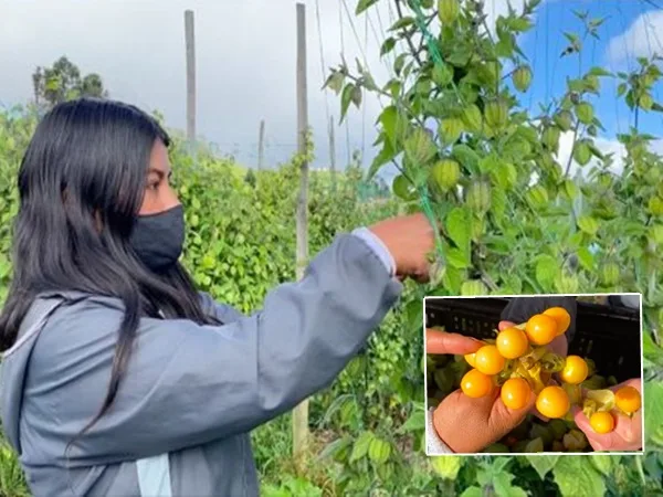 De Nariño para el mundo: desde Puerres exportaron uchuva a África, Asia y Norteamérica