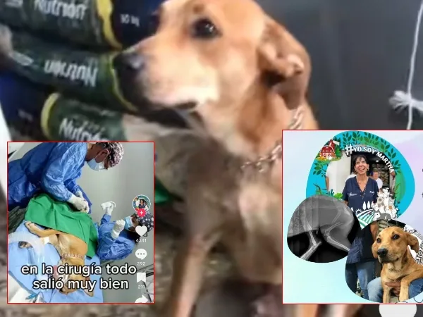 " Todos unidos por el perro Tyson" una gran recolecta le salvó la vida en Jamundí