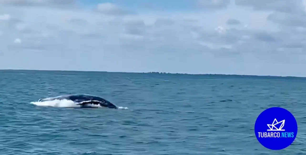 ballenas en Buenaventura Yubartas
