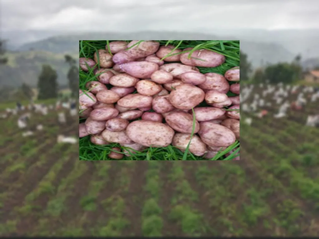 Por cierre de la 'pana' preocupa abastecimiento de papa: Nariño principal productor para Valle, Cauca y otras zonas del país