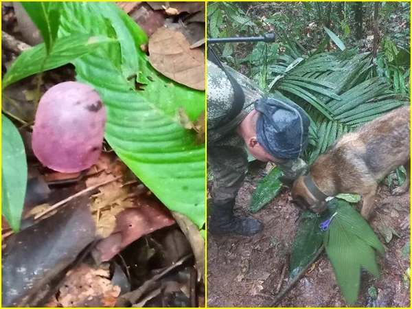 Bebé desaparecida en el Guaviare cumple un año de nacida en medio de la selva