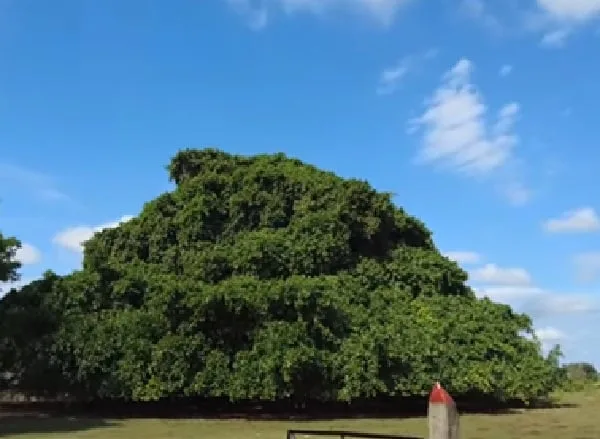El árbol más ancho de Colombia está en San Marcos, Sucre.