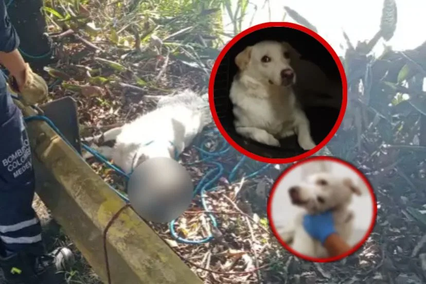 Sobrevivió el perro lanzado al río Medellín: le amarraron el hocico y las patas