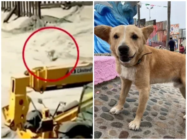 "El perro migrante" que cruzó la frontera a Estados Unidos, "lo deportaron"