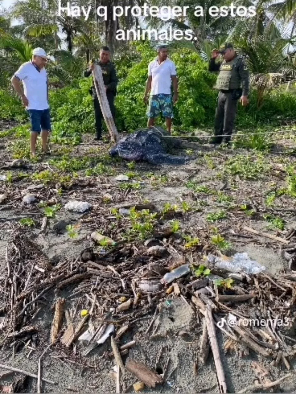 Tortuga en peligro de extinción rescatada por la comunidad, en Móñitos Córdoba