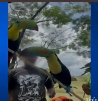 fauna silvestra tráfico Córdoba