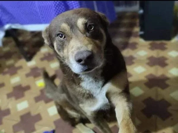 Por la muerte de un perro criollo condenaron a 18 meses de prisión a Miguel, pasó en Pasto