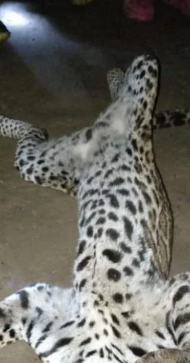 Asesinan a un tigrillo en Caquetá, según porque se estaba comiendo unas gallinas