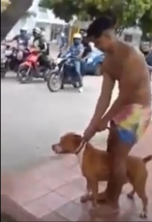 Perro