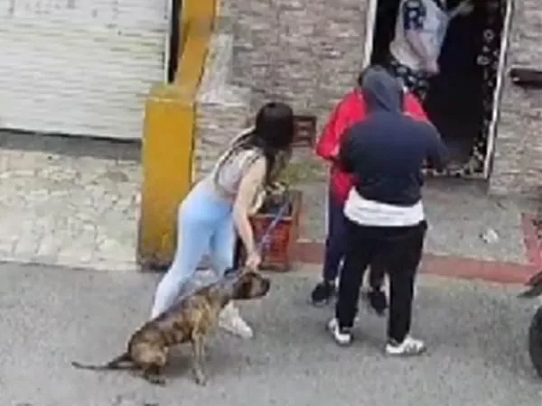 Perro pitbull que atacó a pomerania.