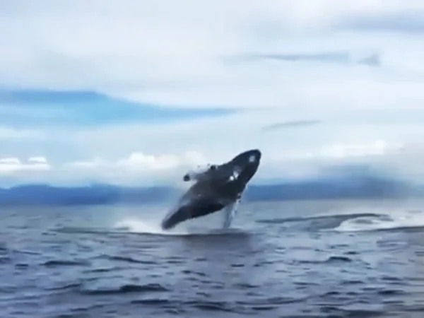 Espectáculo Tumaco: invitan a propios y turistas a disfrutar del avistamiento de Ballenas, pero con precaución