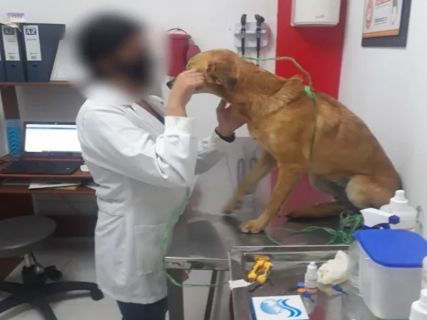 Judicializaron a sujeto que habría agredido a una perrita para realizarle actos sexuales