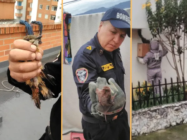En la tercera semana de enero, bomberos hicieron varios rescates con animales; entre ellos, un panal de avejas, murciélagos y una ave.
