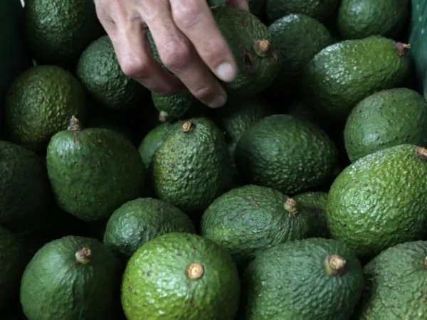 Chefs están dejando de usar el aguacate como ingrediente en sus preparaciones