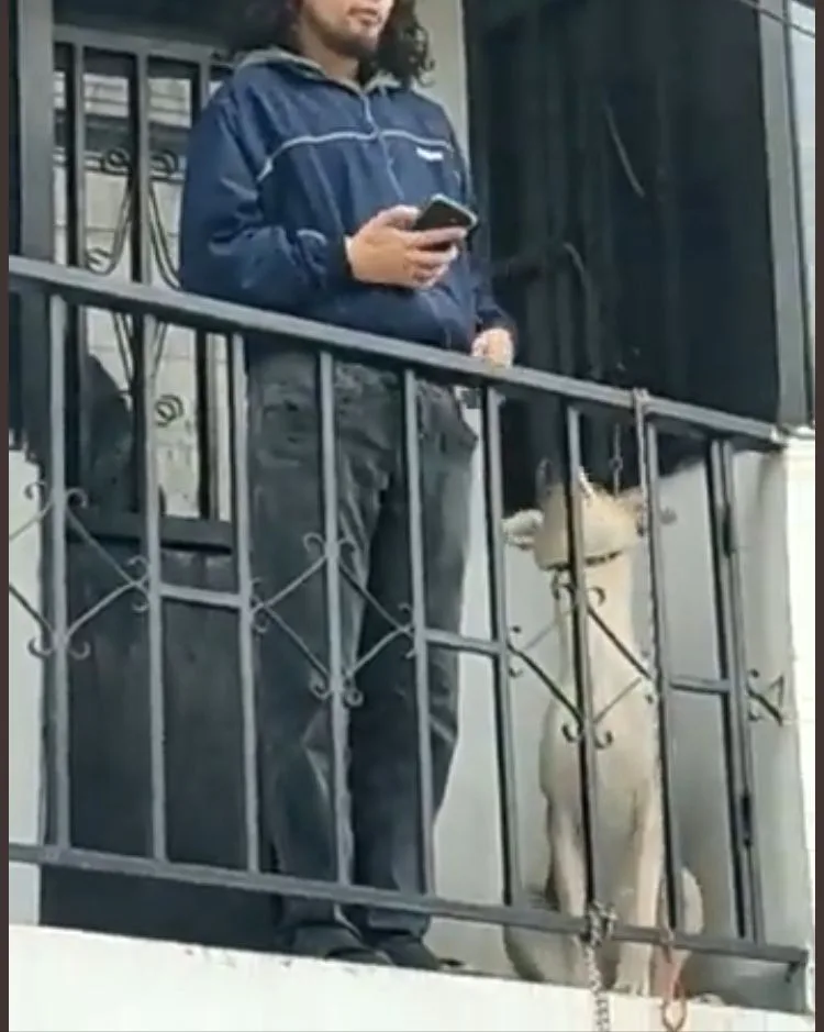 Pamplona perro amarrado