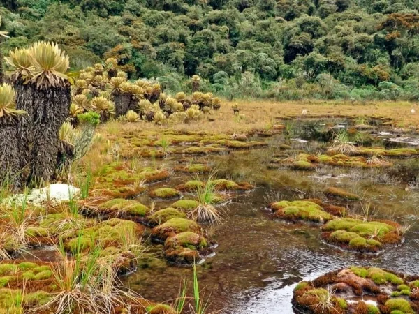 Conoce el Parque Nacional Natural Tatamá, una joya de biodiversidad entre Chocó, Risaralda y Valle