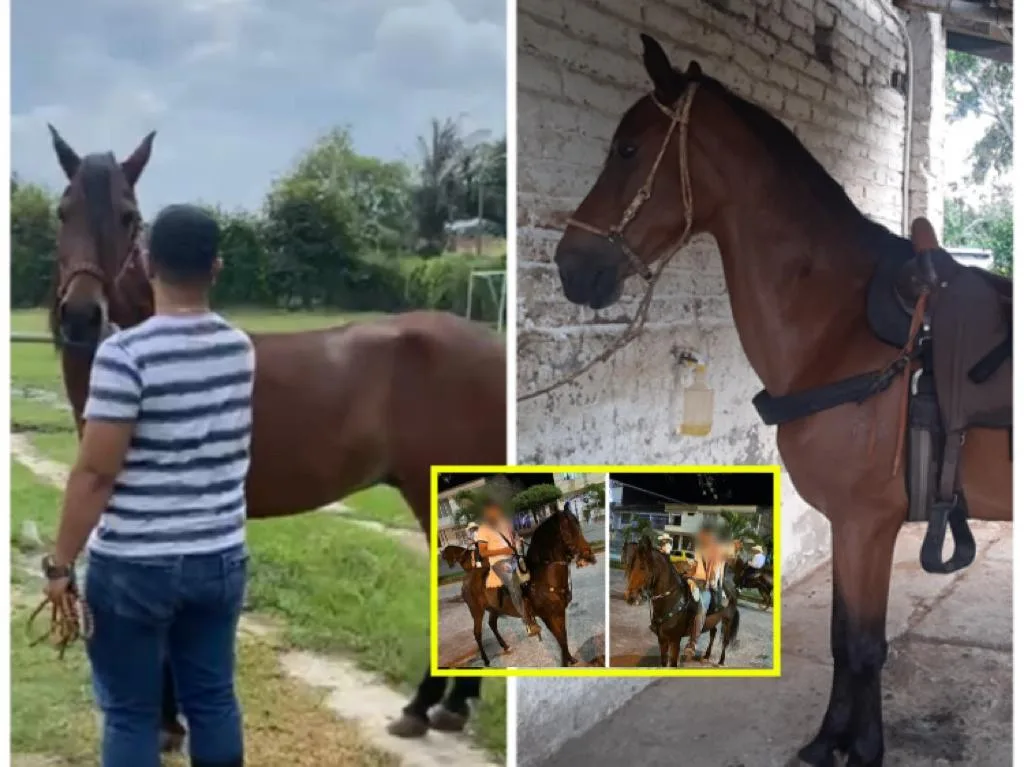 "Que no le hagan nada", al caballo Almirante se lo robaron en Tuluá después de una cabalgata
