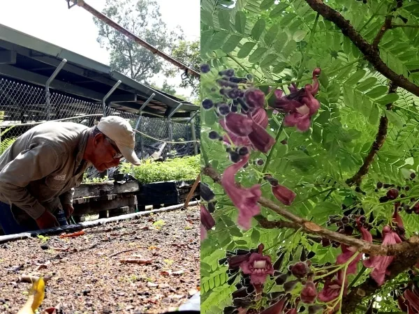 Estos serán los árboles que pronto verán florecidos en Cali: el gualanday vino-tinto, un renacer de color para la ciudad