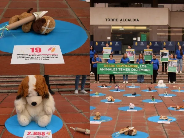 "Los animales si tienen voz, no mas pólvora" el acto simbólico del el Movimiento Animálista del Valle contra el uso de la pólvora