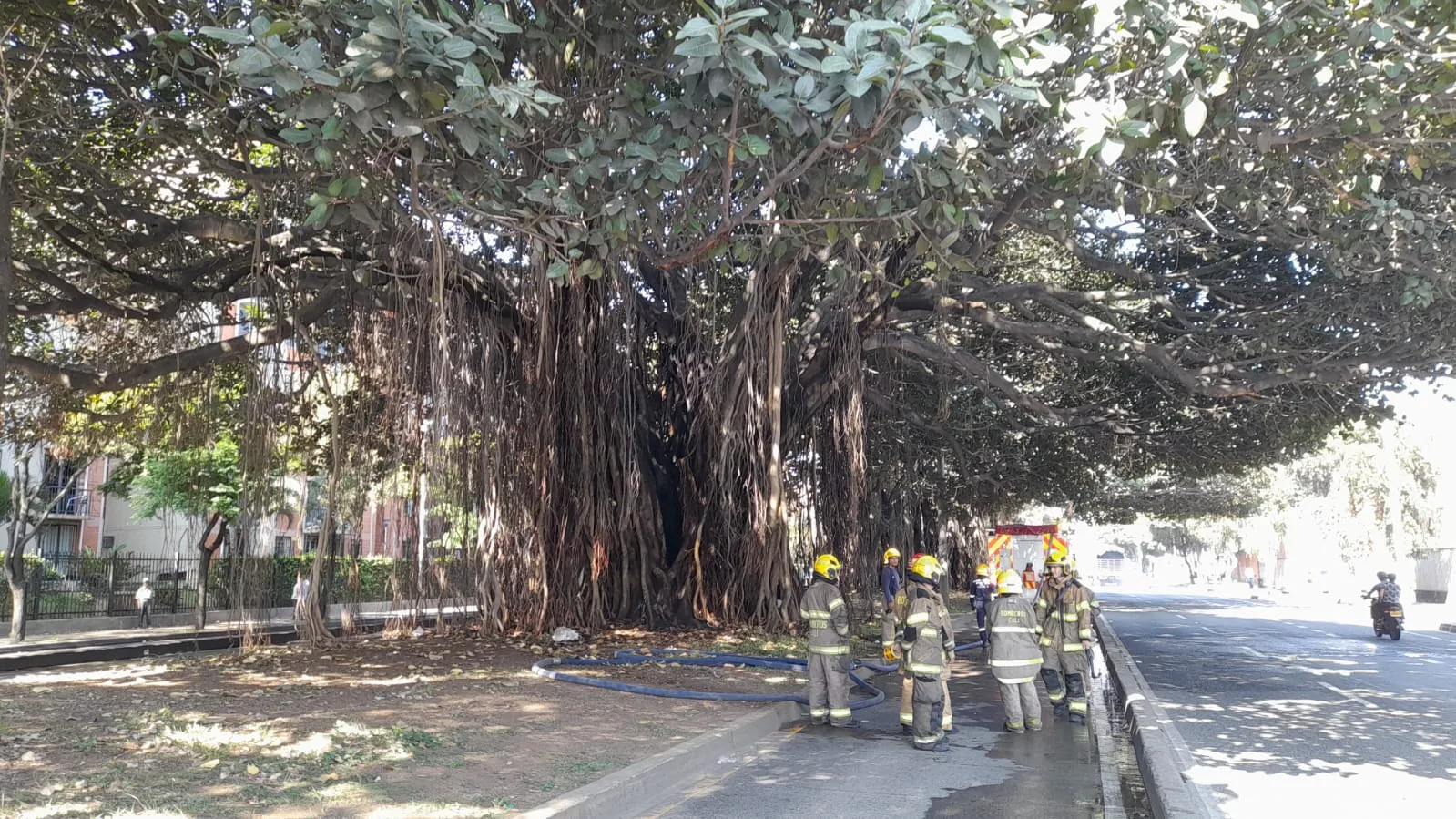 de los árboles