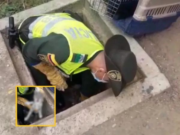 En Cali la policía logró rescatar a un gato que fue atropellado y luego lanzado a una alcantarilla
