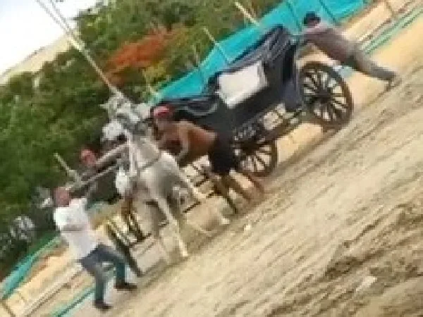Caballo cochero maltratado en Cartagena.