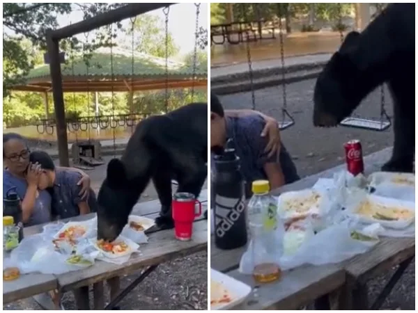 «Guardaron la calma hasta el final»: Un oso se une al picnic de una familia y se comió todo