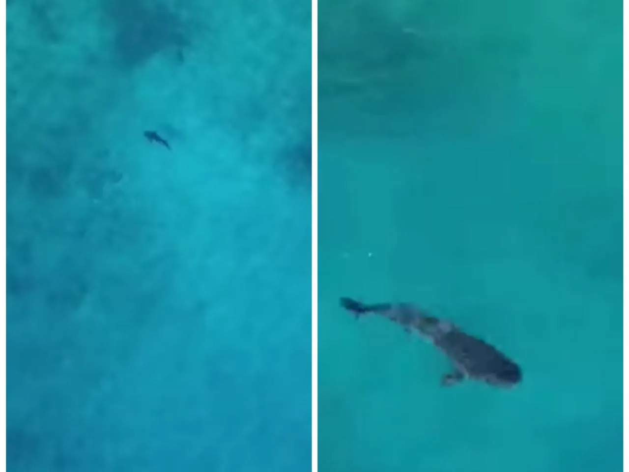 tiburones San
