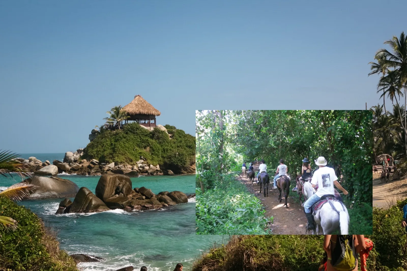 caballos del Parque Tayrona