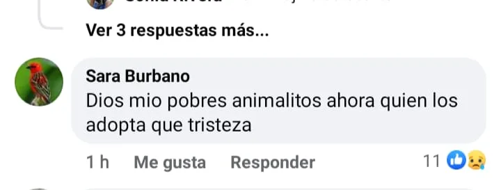 Comentarios en redes sociales