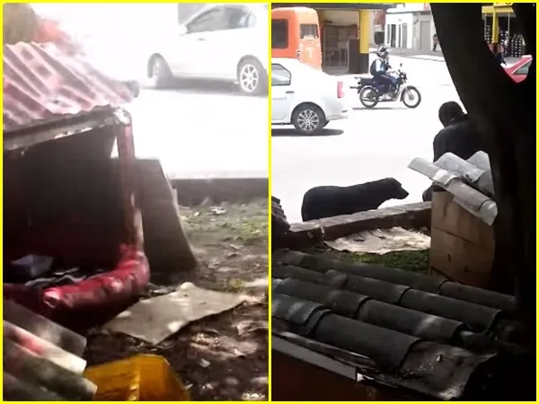 “No digas pobrecitos, ven ayúdanos” activistas piden ayuda para construir casitas a 8 perritos de la calle