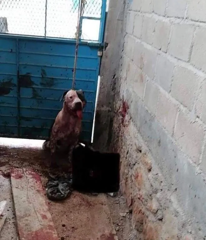perro Max Copoya México