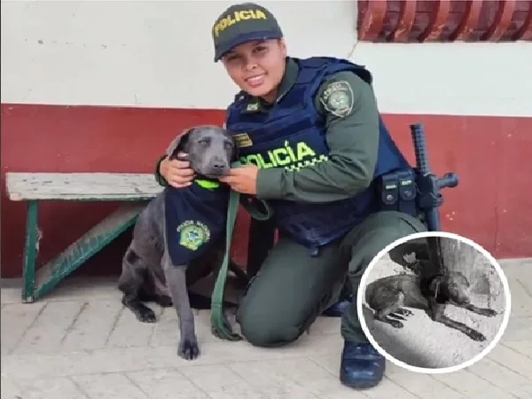 Perro que fue rescatado por policía en Antioquia.