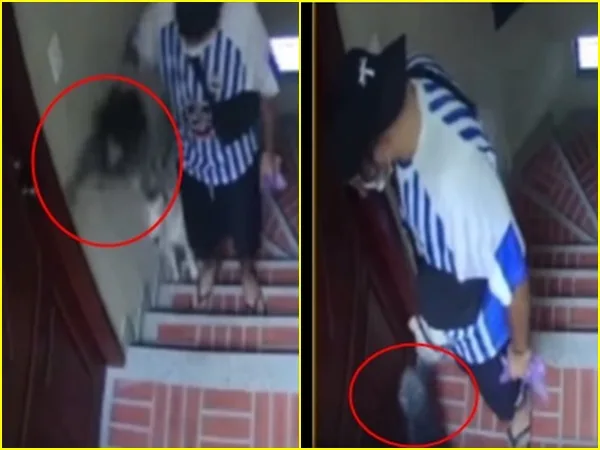Indignación por maltrato animal: hombre lanzó un perrito contra las gradas, le provocó varios golpes