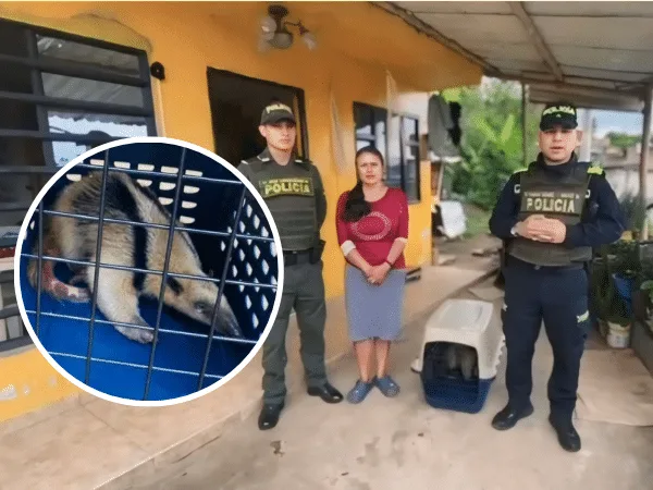 Rescataron oso hormiguero en Sandona, Nariño. Foto: Policía de Nariño.