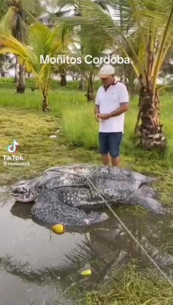 Tortuga en peligro de extinción rescatada por la comunidad, en Móñitos Córdoba