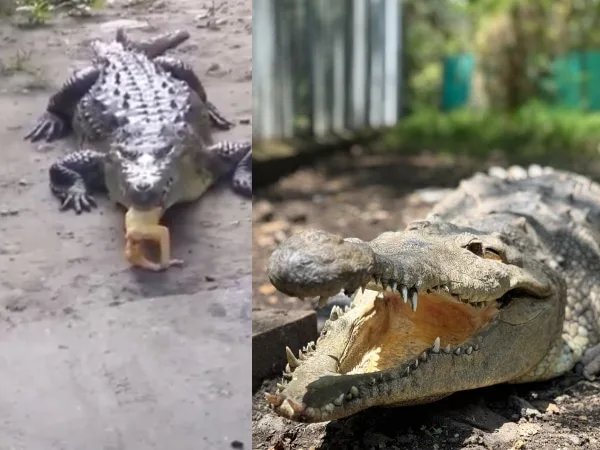 La ‘Ñata’, el caimán que tenían como mascota en Palmira, tras su rescate en 2024, ahora se prepara para su nuevo hogar