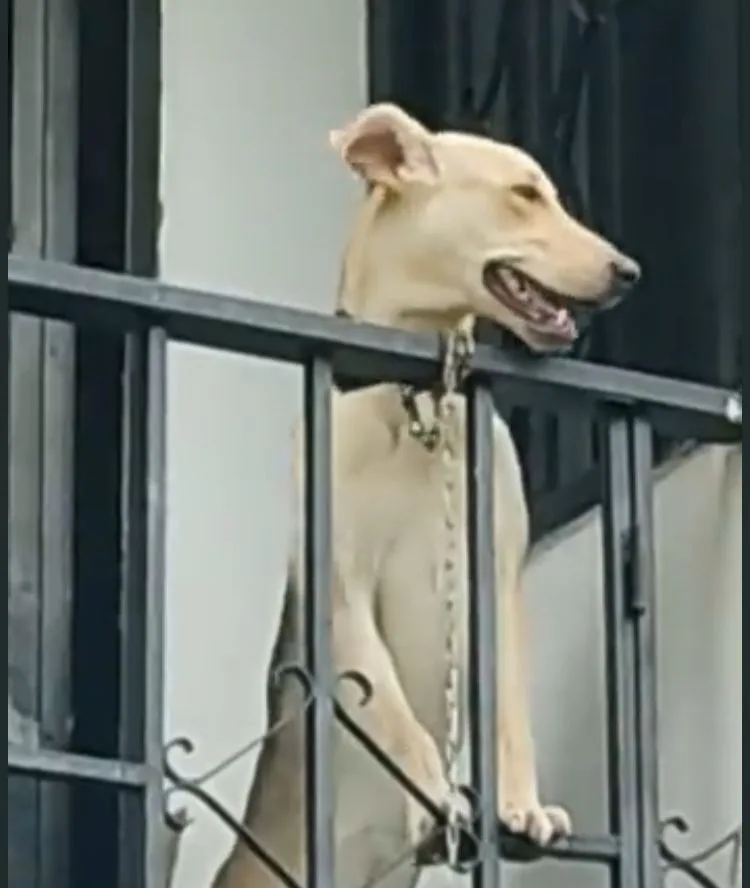 Pamplona perro amarrado