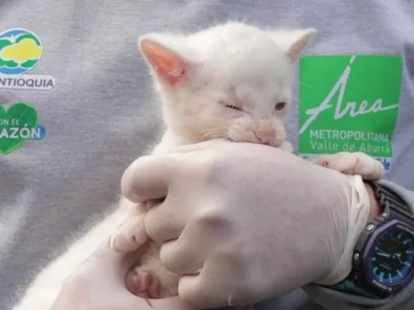 La felina albina rescatada en Amalfi vivirá en el Parque de la Conservación en Medellín