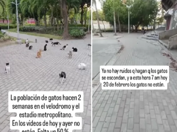 Gatos que habitaban afuera del estadio se hallan desaparecidos.