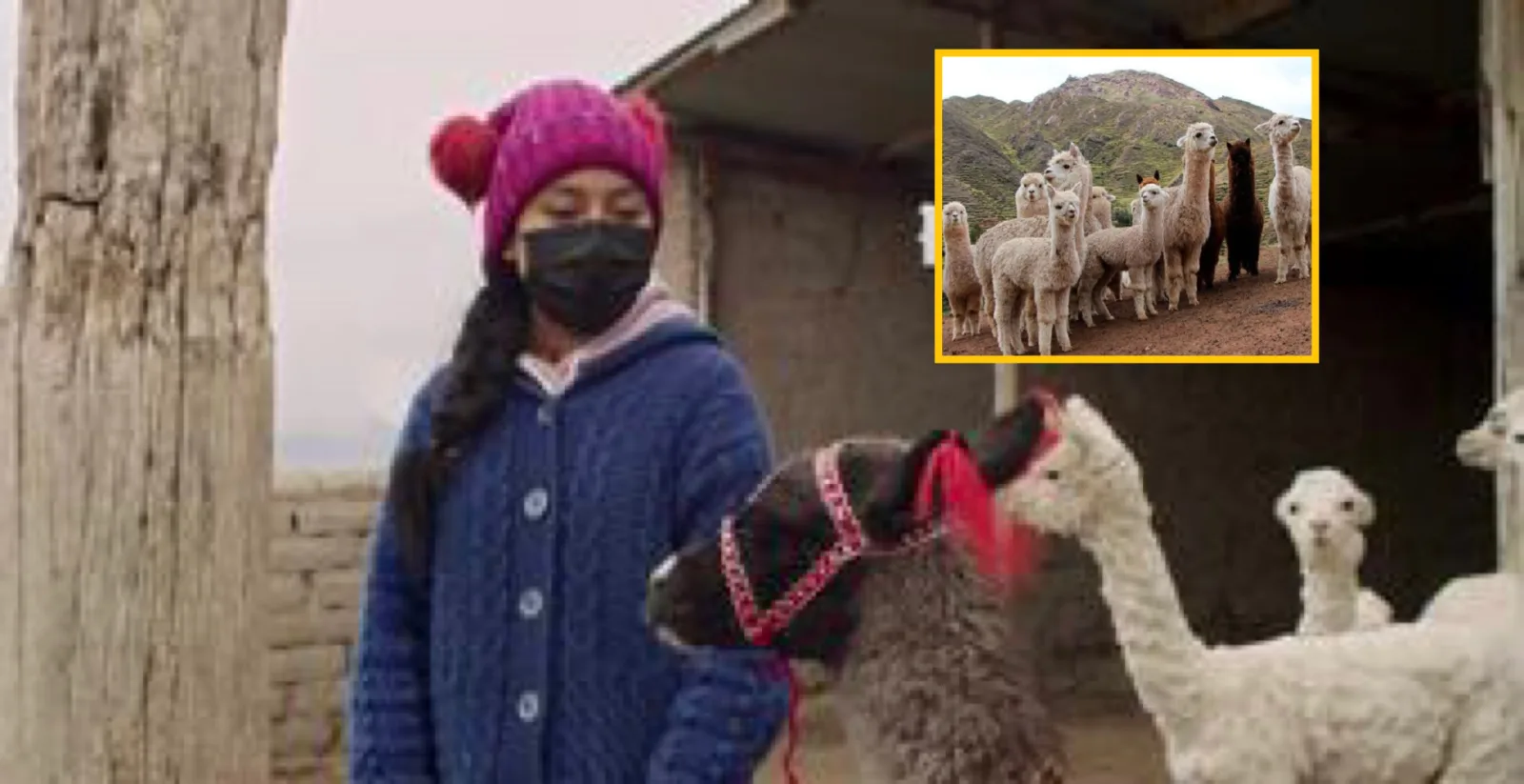 alpacas Arequipa Perú