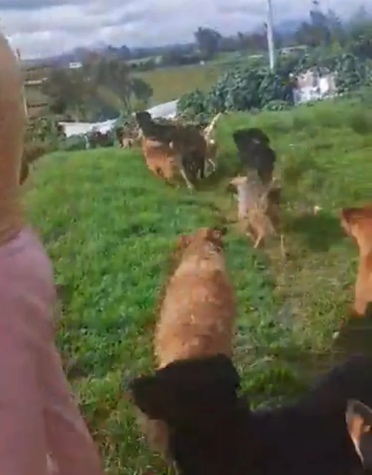 Fundación en Ipiales perros