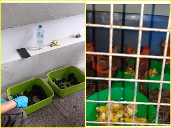 Atentado a la fauna: en cajas transportaban 196 tortugas y 28 aves para venderlas