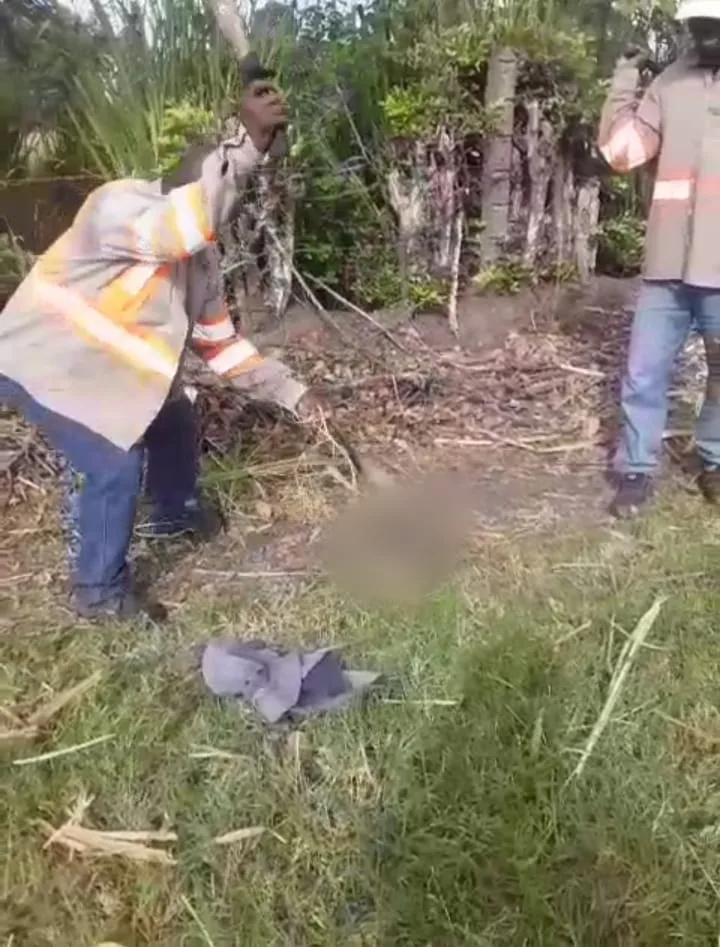 Un oso hormiguero atacado con una pala por un trabajador, "no lo mate, no lo mate", le decían