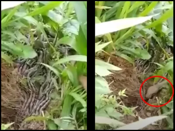 "Eso es mucha cantidad de culebras": El nido con más de 20 boas constrictor que encontraron en Líbano, Tolima