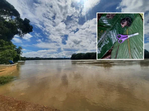 ¿Qué pasó con los cuatro niños de la selva del Guaviare?, más de un mes "desaparecidos"