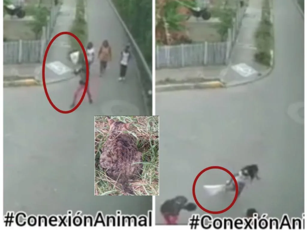 Palmira gato maltrato