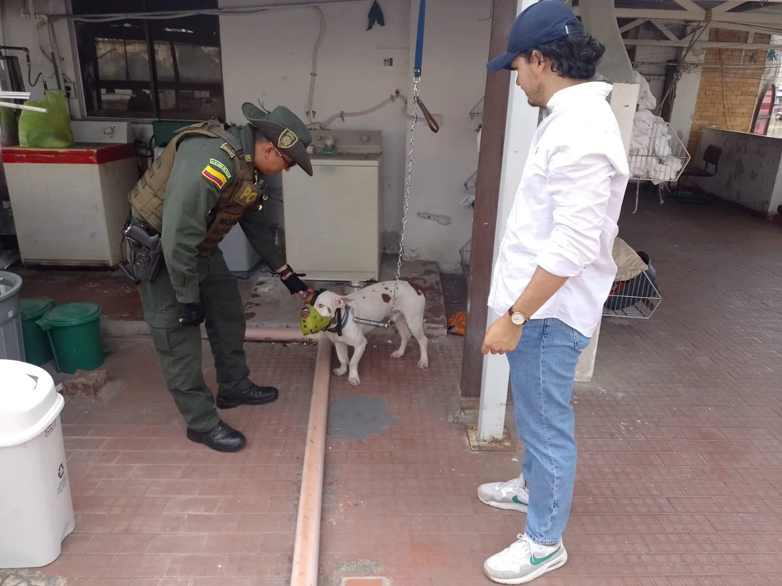 perro en
